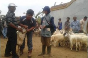 Pasar hewan kurban